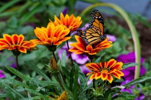 Wings of Hope Butterfly Release - VNAVNH Fundraiser